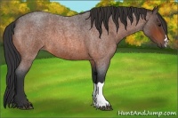 Horse Color:Bay Roan 