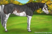 Horse Color:Brown Rabicano  and Brown Splash Rabicano 