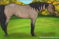 Horse Color:Bay Roan Dun 