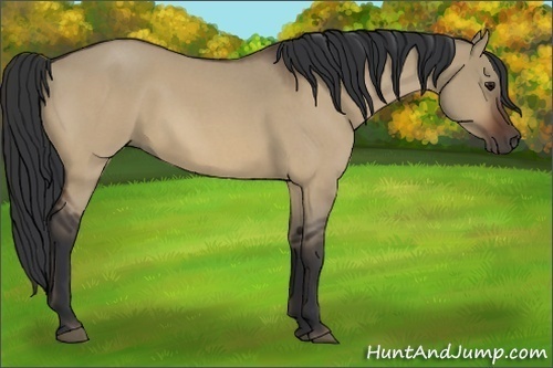 Horse Color:Bay Roan Dun