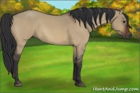 Horse Color:Bay Roan Dun