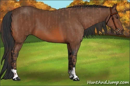 Horse Color:Chestnut  and Bay 