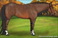 Horse Color:Chestnut  and Bay 