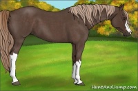 Horse Color:Liver Red Roan 