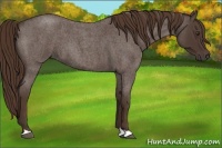 Horse Color:Liver Red Roan 