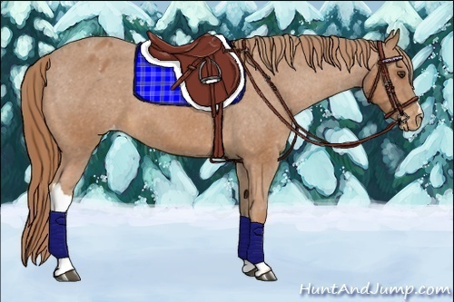 Horse Color:Chestnut Appaloosa 