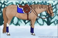 Horse Color:Chestnut Appaloosa 
