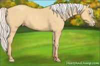 Horse Color:Silver Amber Champagne