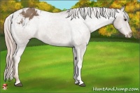 Horse Color:Chocolate Palomino Appaloosa 