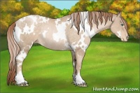 Horse Color:White Spotted Buckskin Pearl Varnish Rabicano 