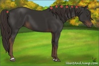Horse Color:Liver Chestnut Sabino 