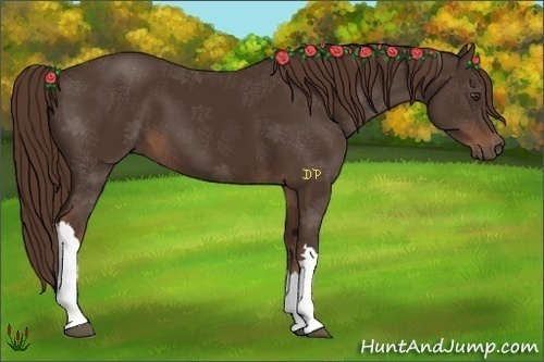 Horse Color:Liver Chestnut 