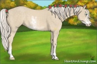 Horse Color:Cremello Sabino