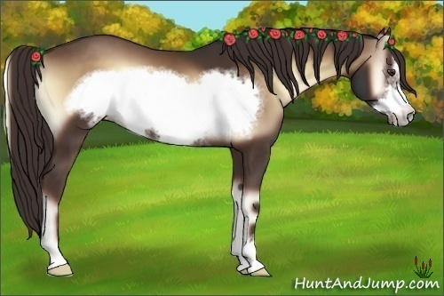 Horse Color:Liver Red Onyx Sabino Frame