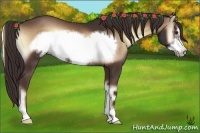 Horse Color:Liver Red Onyx Sabino Frame