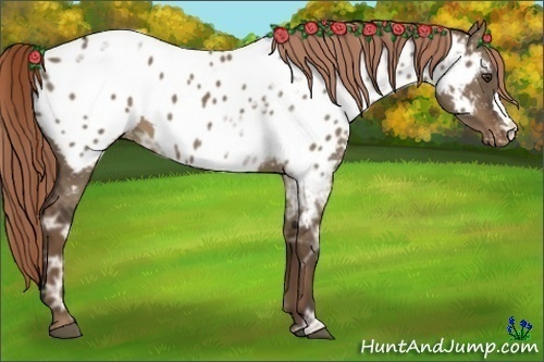 Horse Color:Liver Red Dun Ice Appaloosa
