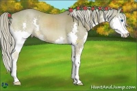 Horse Color:Chocolate Palomino Dun Splash