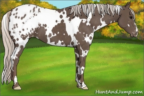 Horse Color:White Spotted Silver Black Appaloosa 