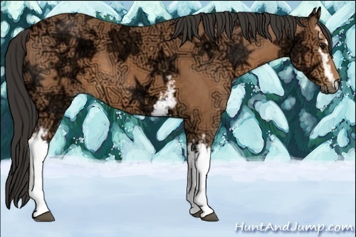 Horse Color:White Spotted Buckskin Ice 