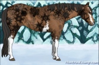 Horse Color:White Spotted Buckskin Ice 