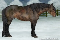 Horse Color:Buckskin Ice 