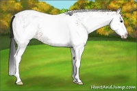 Horse Color:White Spotted Bay 
