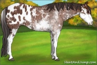 Horse Color:Brown Ice Sabino Appaloosa 