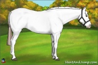 Horse Color:Chestnut Snowflake Varnish 