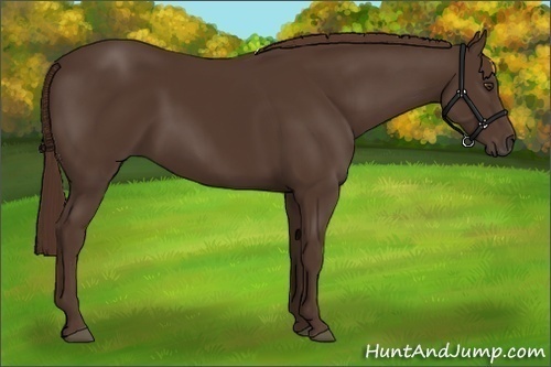 Horse Color:Liver Chestnut