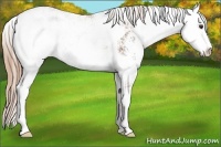 Horse Color:Chestnut Sabino