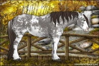 Horse Color:Liver Chestnut Ice Sabino