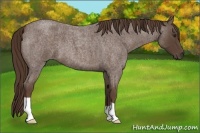 Horse Color:Liver Red Roan 