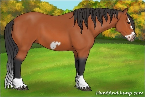 Horse Color:Bay Splash Frame 