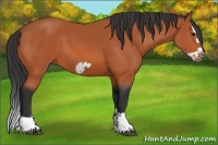 Horse Color:Bay Splash Frame 