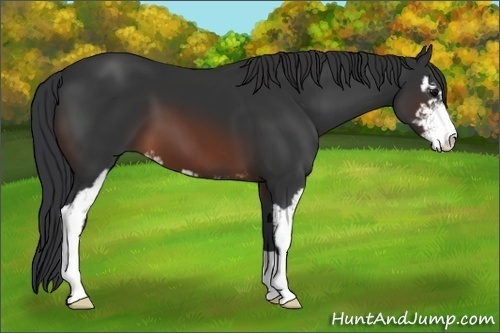 Horse Color:Brown Sabino