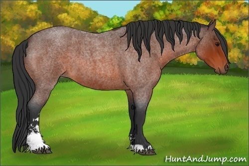 Horse Color:Bay Roan Sabino