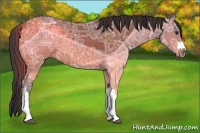 Horse Color:Bay Ice 
