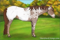 Horse Color:Chestnut Ice Appaloosa 