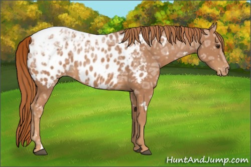 Horse Color:White Spotted Chestnut Ice Appaloosa