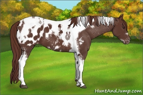 Horse Color:Liver Chestnut Tobiano Frame Appaloosa