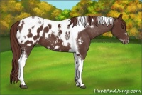 Horse Color:Liver Chestnut Tobiano Frame Appaloosa 