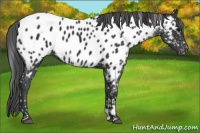 Horse Color:Black Appaloosa