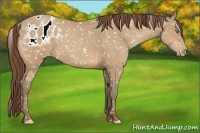Horse Color:Amber Cream Champagne Appaloosa 