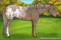 Horse Color:Chocolate Palomino Ice 