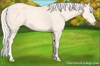 Horse Color:Cremello 