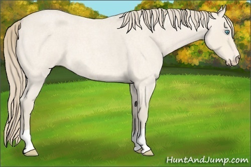 Horse Color:Perlino Roan 