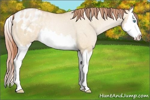 Horse Color:Buckskin Pearl Dun Splash Appaloosa Rabicano 