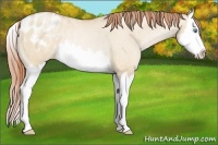 Horse Color:Buckskin Pearl Dun Splash Appaloosa Rabicano 