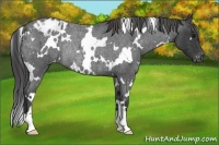 Horse Color:White Spotted Blue Roan Varnish Rabicano
