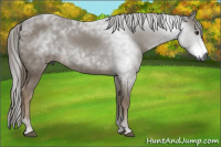 Horse Color:Gray Chestnut 